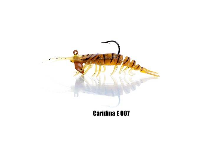 PANDORA CARIDINA KARİDES - 2