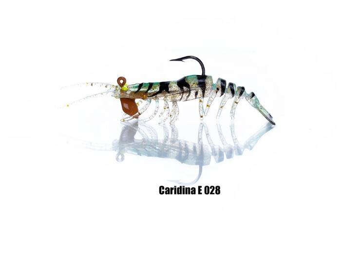 PANDORA CARIDINA KARİDES - 6